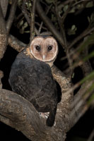 Masked Owl 7D-Mark-II_20611.jpg