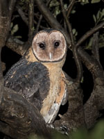 Masked Owl 7D-Mark-II_20614.jpg