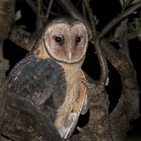 Masked Owl 7D-Mark-II_20615.jpg