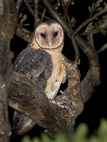 Masked Owl 7D-Mark-II_20618.jpg