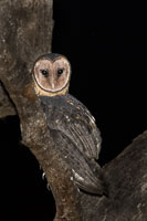 Masked Owl 7D-Mark-II_20621.jpg