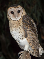 Masked Owl 7DII_AS_160803_3654.jpg