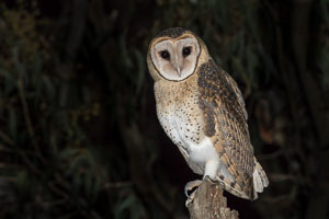 Masked Owl 7DII_AS_160803_3654_v1.jpg