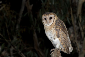 Masked Owl 7DII_AS_160803_3656.jpg