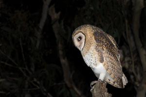 Masked Owl 7DII_AS_160803_3658.jpg