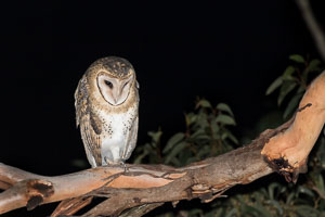 Masked Owl 7DII_AS_160803_3741.jpg