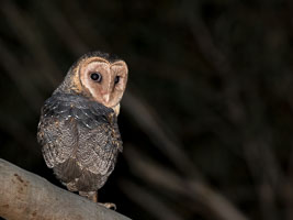 Masked Owl 7DII_AS_160803_3763.jpg