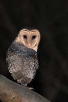 Masked Owl 7DII_AS_160803_3766.jpg