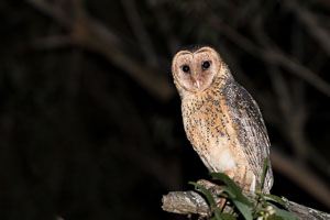 Masked Owl 7DII_AS_160803_3771.jpg