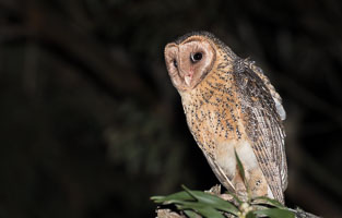 Masked Owl 7DII_AS_160803_3775.jpg