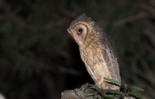 Masked Owl 7DII_AS_160803_3778.jpg