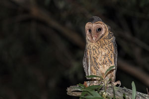 Masked Owl 7DII_AS_160803_3780.jpg