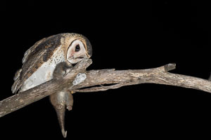 Masked Owl 7DII_AS_160803_3823.jpg