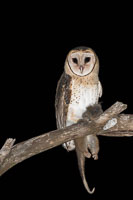 Masked Owl 7DII_AS_160803_3861-Bearbeitet.jpg