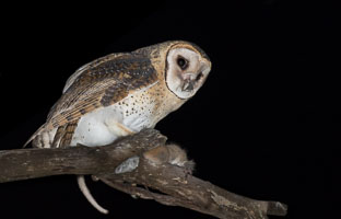 Masked Owl 7DII_AS_160803_3870.jpg