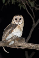 Masked Owl 7DII_AS_160803_3872.jpg