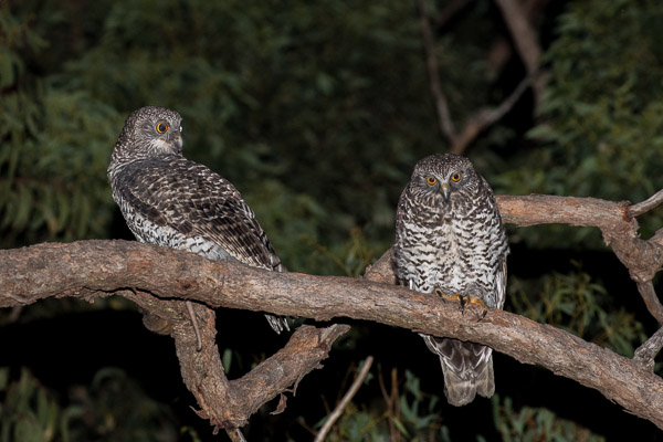 Powerful Owl 5DIV_AS_170420_0828.jpg