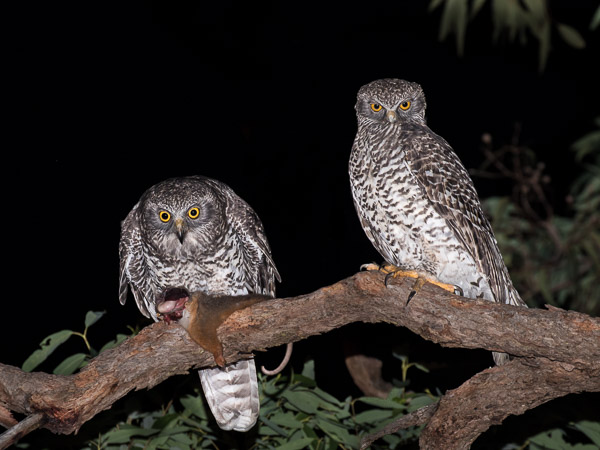 Powerful Owl 5DIV_AS_170420_0852-Bearbeitet.jpg