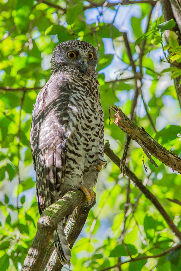 Powerful Owl EOS5D_9391.jpg