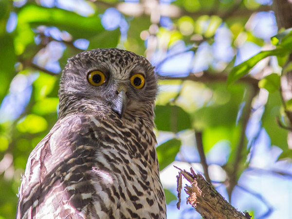 Powerful Owl EOS5D_9394.jpg
