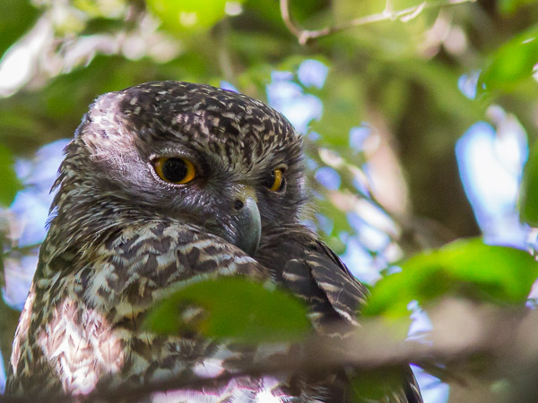 Powerful Owl EOS5D_9398.jpg