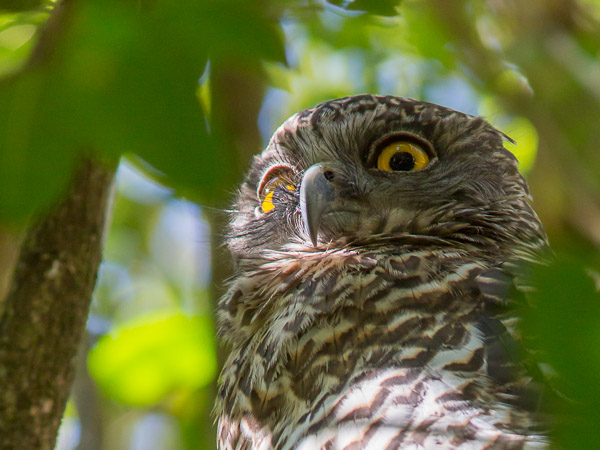 Powerful Owl EOS5D_9407.jpg