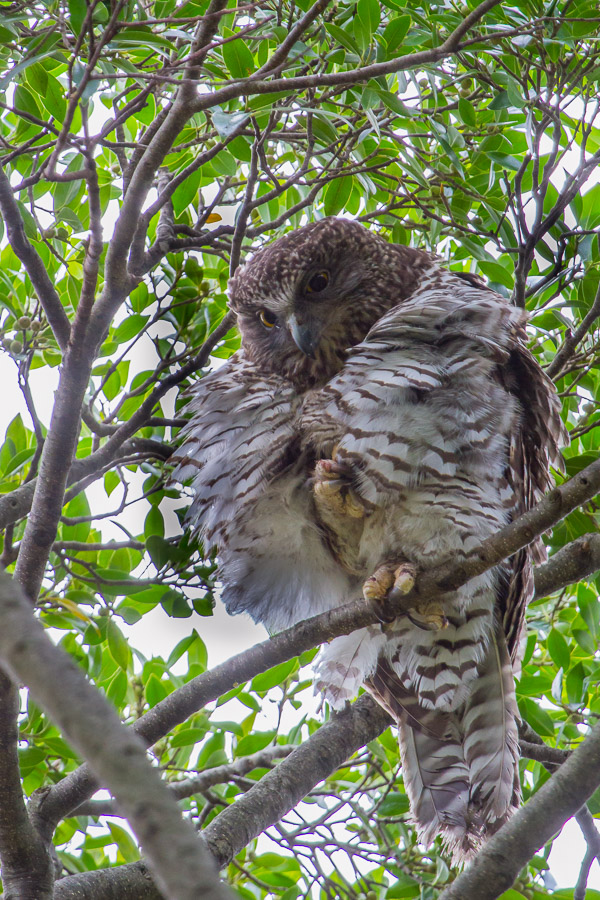 Powerful Owl _4427.jpg
