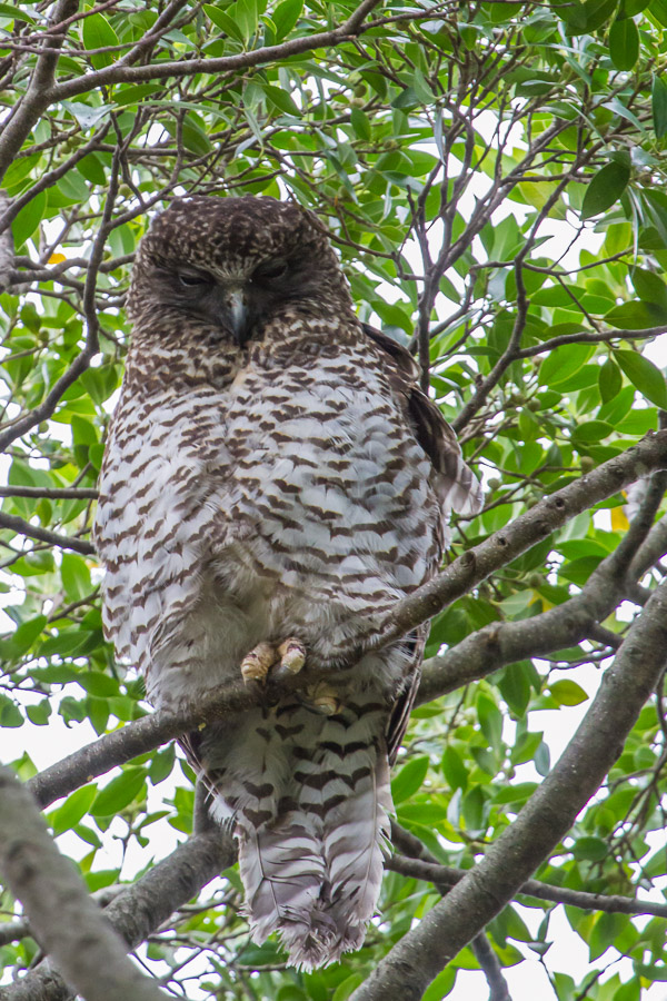 Powerful Owl _4535.jpg