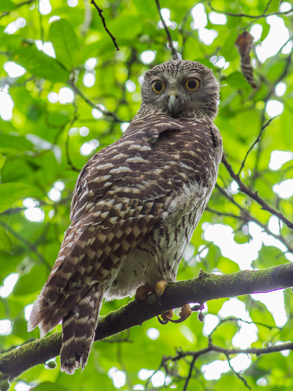 Powerful Owl _MG_8804.jpg