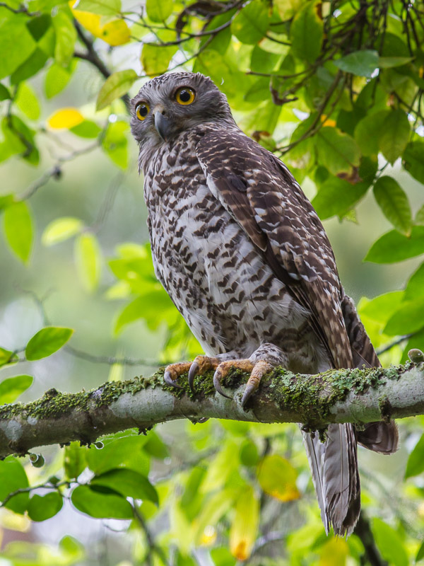 Powerful Owl _MG_8831.jpg