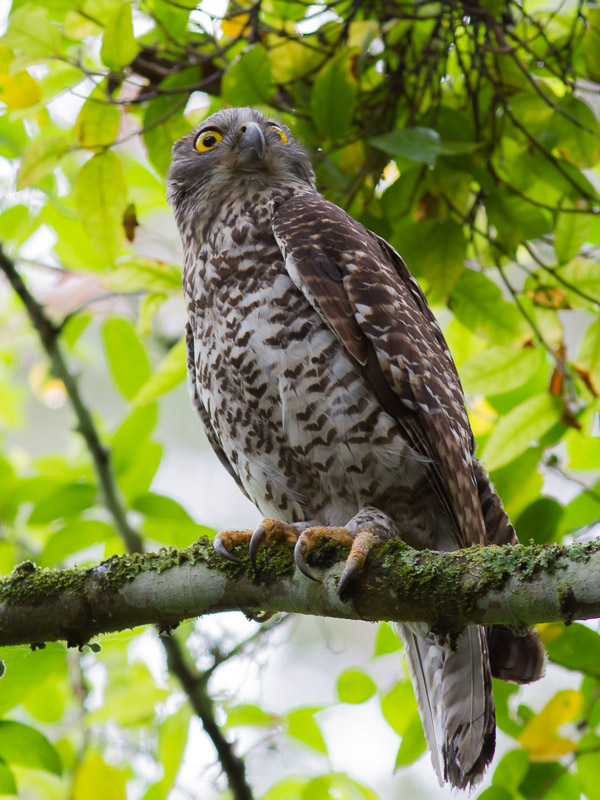 Powerful Owl _MG_8870.jpg