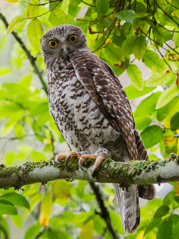 Powerful Owl _MG_8875.jpg