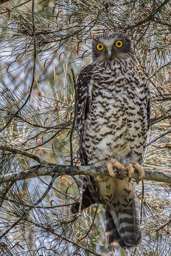 Powerful Owl powerful-owl.jpg