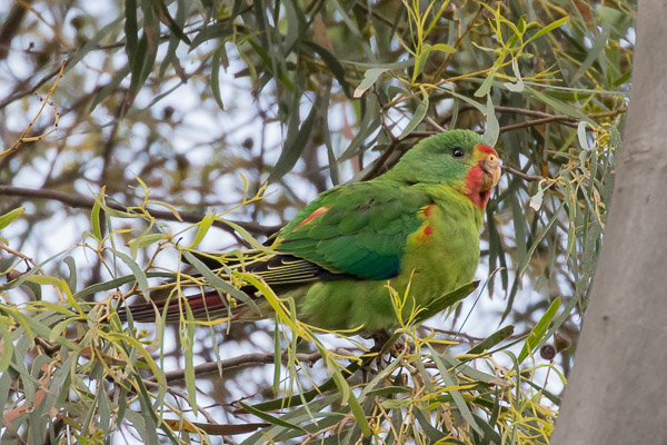 Swift Parrot 5DIV_AS_161125_4495.jpg