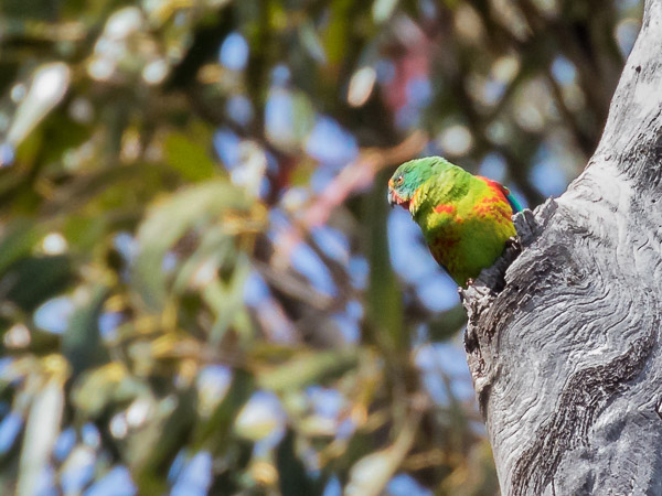 Swift Parrot 5DIV_AS_161125_4510.jpg