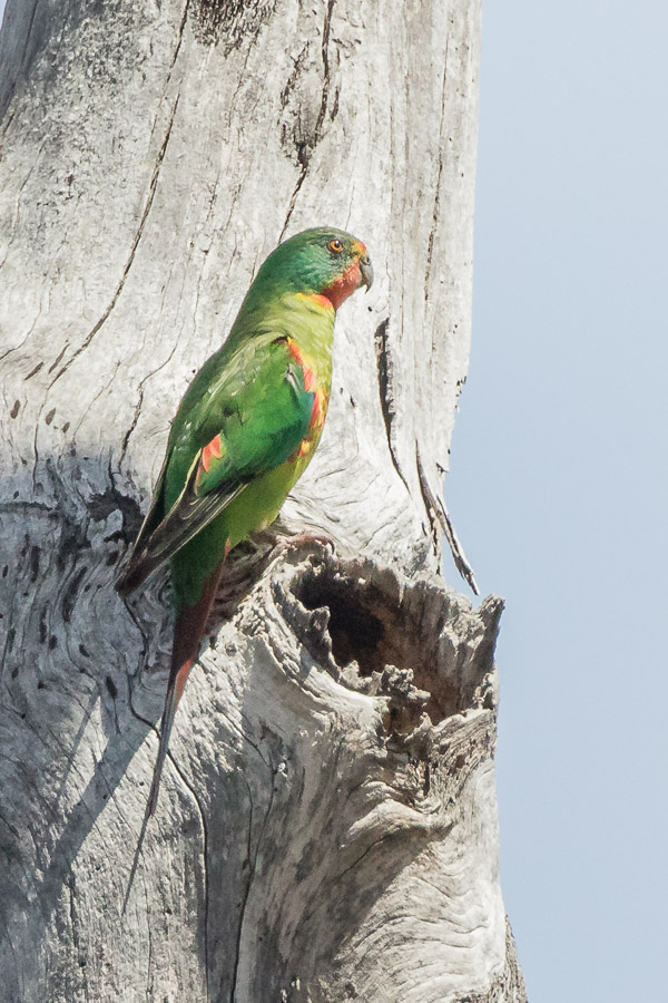 Swift Parrot 5DIV_AS_161125_4559.jpg