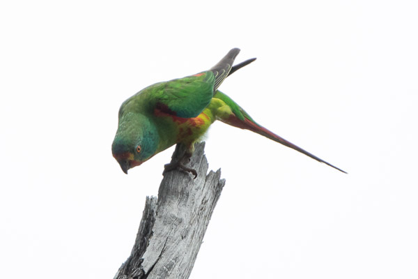 Swift Parrot 5DIV_AS_161125_4686.jpg