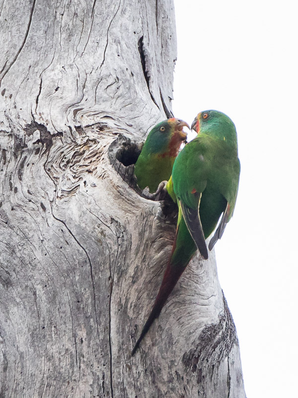 Swift Parrot 5DIV_AS_161126_4849.jpg