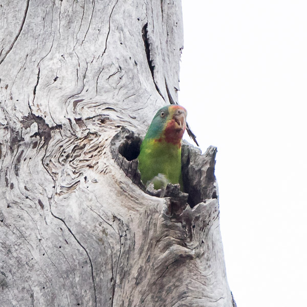 Swift Parrot 5DIV_AS_161126_4878.jpg