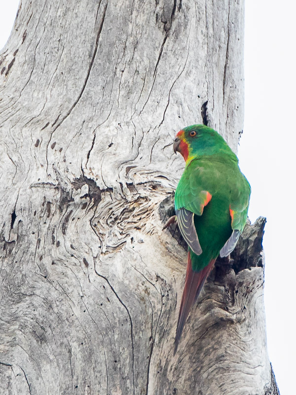 Swift Parrot 5DIV_AS_161126_5017.jpg