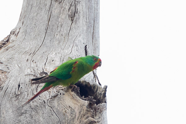 Swift Parrot 5DIV_AS_161126_5122.jpg