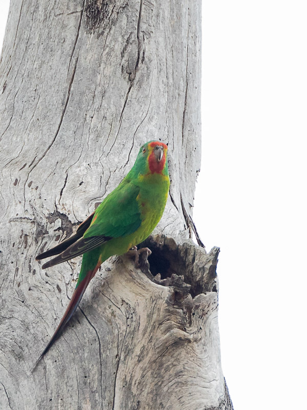 Swift Parrot 5DIV_AS_161126_5158.jpg