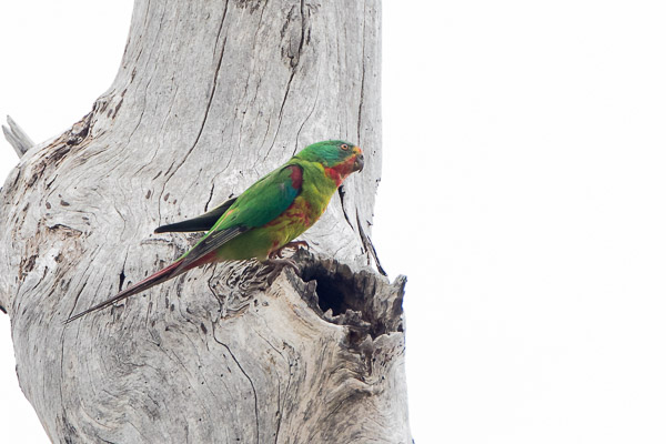 Swift Parrot 5DIV_AS_161126_5192.jpg