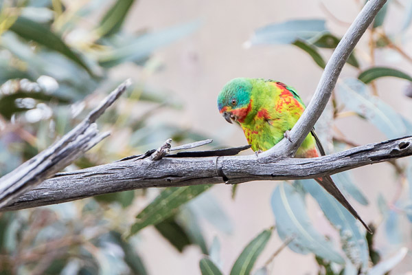 Swift Parrot 5DIV_AS_161126_5308.jpg