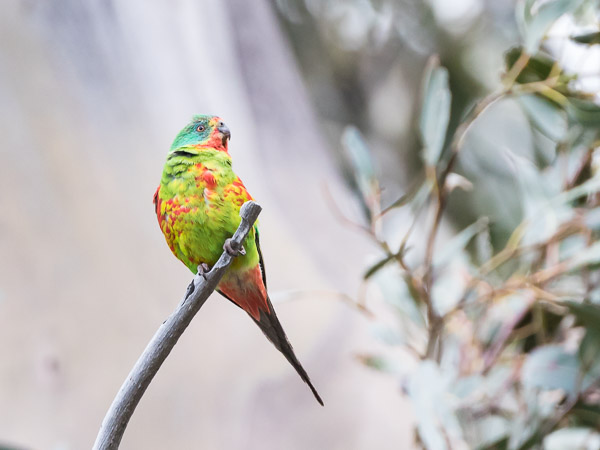 Swift Parrot 5DIV_AS_161126_5336.jpg