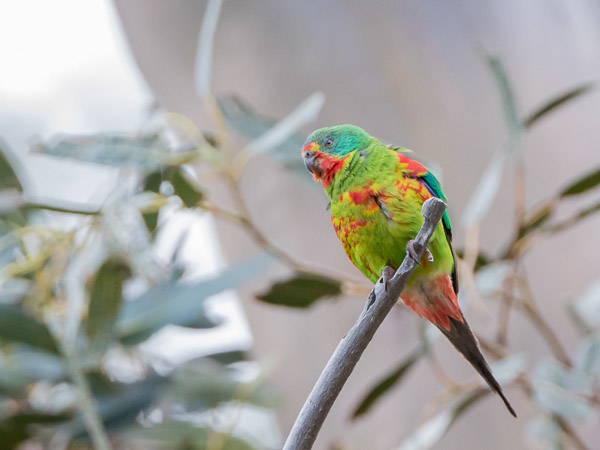 Swift Parrot 5DIV_AS_161126_5345.jpg