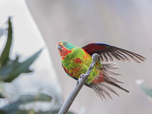 Swift Parrot 5DIV_AS_161126_5346.jpg