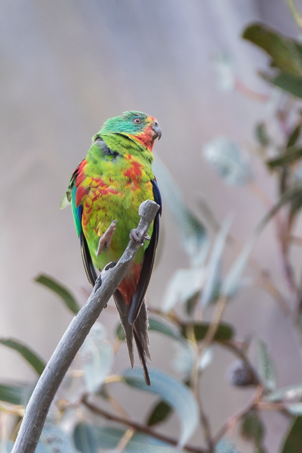 Swift Parrot 5DIV_AS_161126_5354.jpg