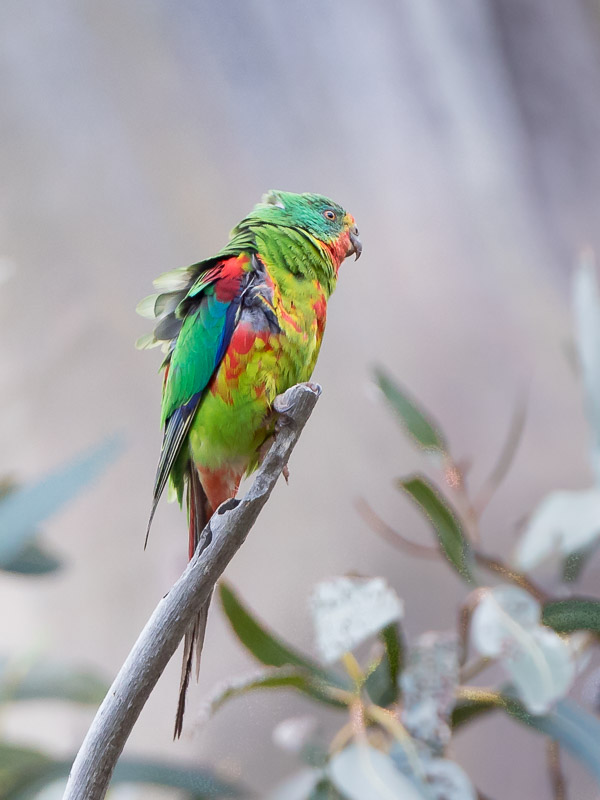 Swift Parrot 5DIV_AS_161126_5356.jpg