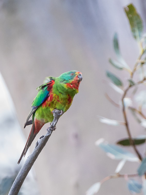 Swift Parrot 5DIV_AS_161126_5367.jpg
